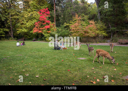 USA, Oregon, Ashland, Familien genießen Sie ein Picknick und Wildtiere Lithia Park Stockfoto