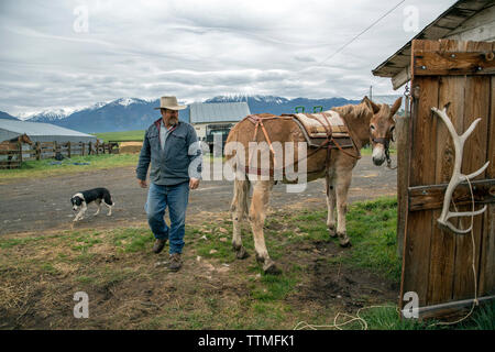 USA, Oregon, Enterprise, Cowboy und Rancher Todd Nash setzt das pack Sattel auf sein maultier am Snyder Ranch der Almabtrieb im Nordosten Oregon Stockfoto