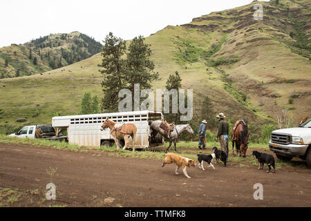 USA, Oregon, Joseph, Cowboys Todd Nash und Cody Ross vorbereiten für ein Vieh bis Laufwerk Big Sheep Creek Stockfoto