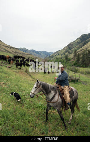 USA, Oregon, Joseph, Cowboy Todd Nash bewegt seine Rinder aus dem wilden Pferd Entwässerung nach unten auf dem Boden des Canyons von Big Sheep Creek Stockfoto