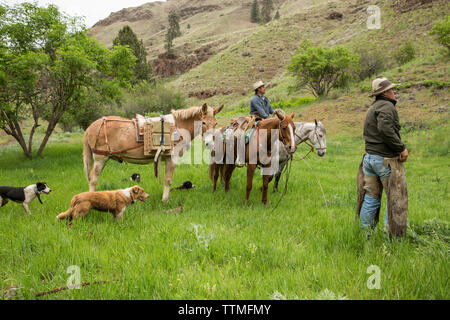 USA, Oregon, Joseph, Cowboys Todd Nash und Cody Ross Seil und die Arbeit an einem Kalb in den Canyon bis Big Sheep Creek im Nordosten Oregon Stockfoto