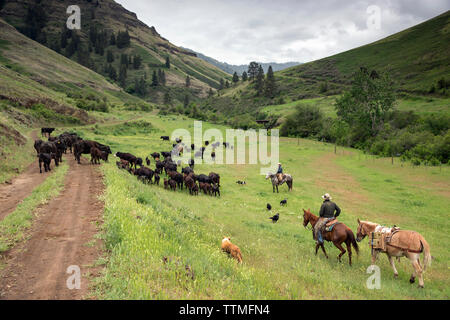 USA, Oregon, Joseph, Cowboys Todd Nash und Cody Ross bewegen Rindern aus der Wild Horse Creek, Big Sheep Creek Creek Lenken im Nordosten Oregon Stockfoto