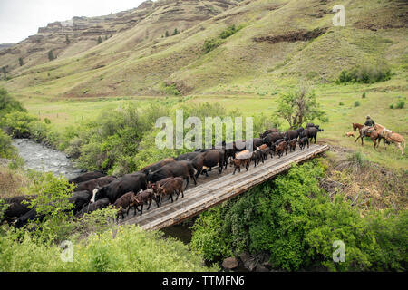 USA, Oregon, Joseph, Cowboy Cody Ross drückt Rinder über Big Sheep Creek in Richtung Creek Entwässerung Steuern im Nordosten Oregon Stockfoto