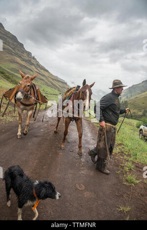 USA, Oregon, Joseph, Cowboy Cody Ross kehrt zu seinen Lkw nach dem Verschieben der Rinder in der Regen bis Big Sheep Creek, im Nordosten Oregon Stockfoto