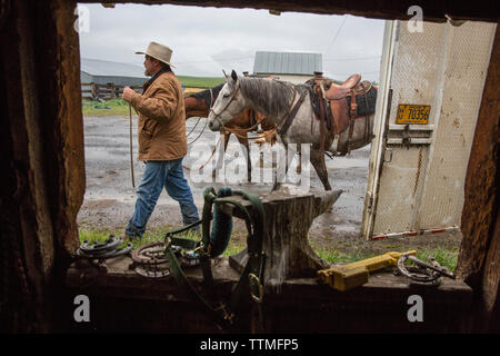 USA, Oregon, Enterprise, Cowboy Todd Nash unsaddles seine Pferde an den Snyder Ranch nach einem langen beweglichen Rinder im Regen, im Nordosten Oregon Stockfoto