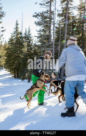 USA, Oregon, Bend, die Schlittenhunde vorbereitet auf einer Fahrt am Mt. Bachelor Stockfoto