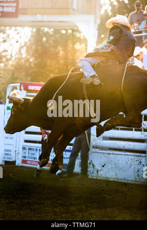 USA, Oregon, Schwestern, Schwestern Rodeo Cowboys reiten eine 2.000 Pfund Stier mit praktisch keine Kontrolle für so lange Sie können Stockfoto