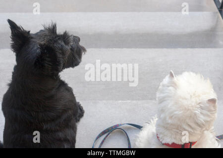 Erwachsene Frau schwarz Scottish Terrier (Scottie) Hund und erwachsenen männlichen West Highland White Terrier (Westie) sitzen auf. Von oben fotografiert. Stockfoto