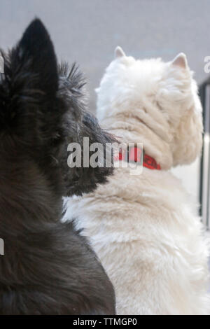 Erwachsene Frau schwarz Scottish Terrier (Scottie) Hund und erwachsenen männlichen West Highland White Terrier (Westie) sitzt auf der vorderen Schritte weg von der Kamera vor Stockfoto