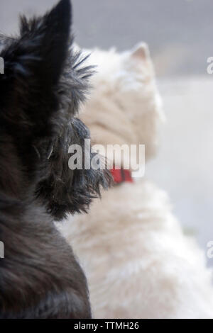 Erwachsene Frau schwarz Scottish Terrier (Scottie) Hund und erwachsenen männlichen West Highland White Terrier (Westie) sitzt auf der vorderen Schritte weg von der Kamera vor Stockfoto