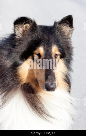 Erwachsene männliche Dreifarbige rough Collie Hund außerhalb, mit Blick auf die Kamera und Geradeaus schauen, Ohren hoch, Warnung Stockfoto