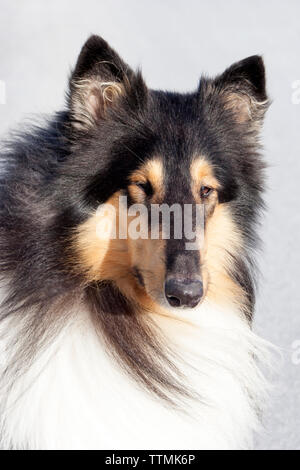 Erwachsene männliche Dreifarbige rough Collie Hund außerhalb, mit Blick auf die Kamera und Geradeaus schauen, Ohren hoch, Warnung Stockfoto