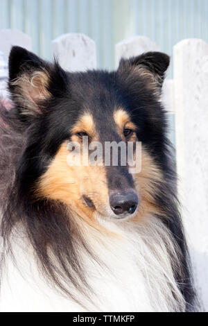 Erwachsene männliche Dreifarbige rough Collie Hund außerhalb, mit Blick auf die Kamera und Geradeaus schauen, Ohren hoch, Warnung Stockfoto