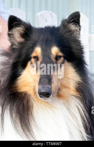 Erwachsene männliche Dreifarbige rough Collie Hund außerhalb, mit Blick auf die Kamera und Geradeaus schauen, Ohren hoch, Warnung Stockfoto