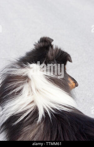 Erwachsene männliche Dreifarbige rough Collie Hund stehend auf bürgersteig von der Kamera entfernt und mit Blick auf die Seite, Ohren hoch, Warnung Stockfoto