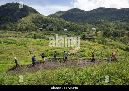 Indonesien, Flores, Bewohner von Waturaka Dorf vorbereiten, ihre Felder Reis zu pflanzen Stockfoto