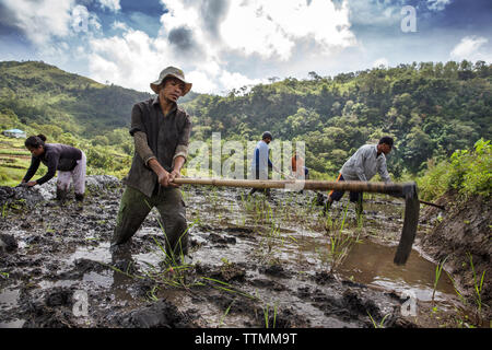 Indonesien, Flores, Bewohner von Waturaka Dorf vorbereiten, ihre Felder Reis zu pflanzen Stockfoto