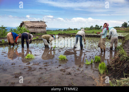 Indonesien, Flores, Frauen pflanze Reis schießt in einem Feld Narang Dorf Stockfoto