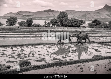 Indonesien, Flores, ein Mann seine Kühe im Kreis durch den Schlamm seiner Paddocks für die Anpflanzung von Reis vorzubereiten, Dintor Dorf Stockfoto