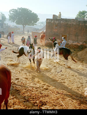 Indien, Rajasthan, Pferde zum Verkauf an die Pushkar Kamel und Pferd Verkauf Stockfoto