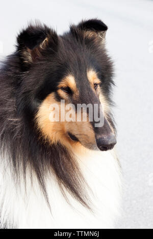 Erwachsene männliche Dreifarbige rough Collie Hund außerhalb, mit Blick auf die Kamera und Geradeaus schauen, Ohren hoch, Warnung Stockfoto