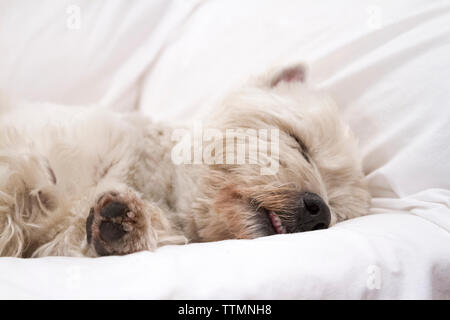 Erwachsene männliche West Highland White Terrier (Westie) Hund schlafen auf der Couch Stockfoto