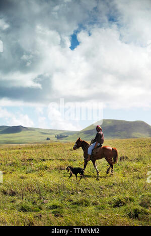 osterinsel, CHILE, Isla de Pascua, Rapa Nui, einheimische Cowboys reiten um die Feilds und sammeln Rinder in der Nähe der archäologischen Stätte Rano Raraku Stockfoto