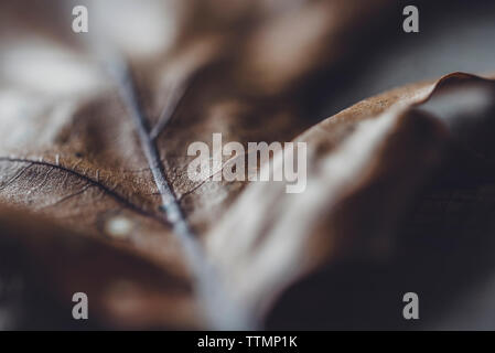 Extreme close-up von trockenen Blatt auf Holz Stockfoto