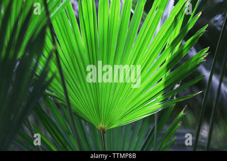 Palm Leaf im Botanischen Garten Stockfoto