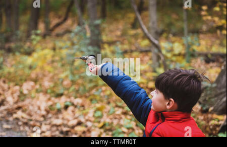 Nahaufnahme der jungen Fütterung weiße breasted Kleiber am Wald im Herbst Stockfoto