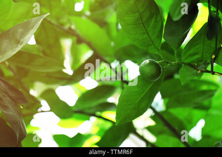 Unreife Kalk Obst bei unscharfer Natur Hintergrund Stockfoto