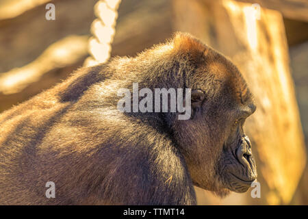 Gorilla in der Sonne. Stockfoto