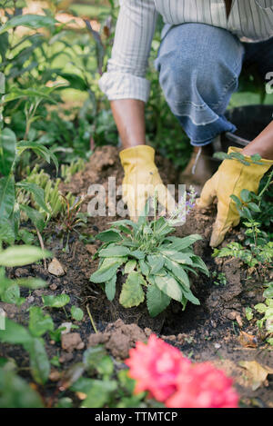 7/8 Bild der Frau Pflanzung im Garten Stockfoto