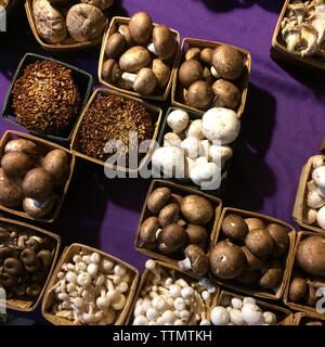 Sammlung von Pilzen auf Marktstand Stockfoto