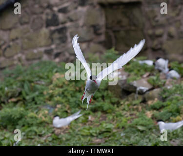 Küstenseeschwalbe schwebt über Nistplatz Stockfoto