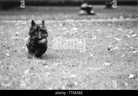 Schwarzer männlicher schottischer Terrier für Erwachsene, der in einem Park durch Fallblätter läuft und einen Tennisball im Mund hat. Schwarz-Weiß-Bild. Stockfoto