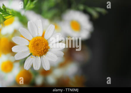 Kamillenblüten ganz nah Stockfoto