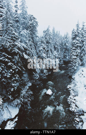 Verschneite Bäume am Ufer in Wald Stockfoto