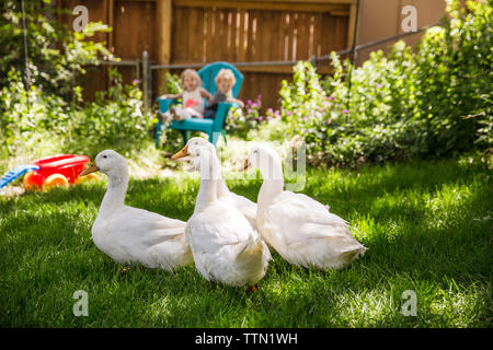 Weiße Enten auf Wiese mit Geschwister sitzen auf Stuhl im Hintergrund bei Hinterhof Stockfoto