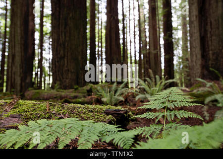 In der Nähe von Pflanzen im Wald wachsenden Stockfoto