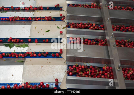 Turi, Bari 11.05.2019: Sede operativa della Organizzazione Produttori" Giuliano Pugliafruit'. Visita in Occasione della Campagna COOP' Weingut San Leonardo keine Spe Stockfoto