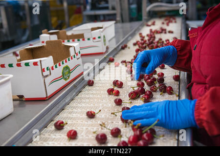 Turi, Bari 11.05.2019: Sede operativa della Organizzazione Produttori" Giuliano Pugliafruit'. Visita in Occasione della Campagna COOP' Weingut San Leonardo keine Spe Stockfoto