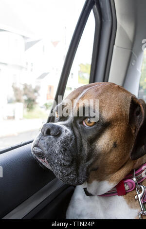 Erwachsene Frau Braun (Fawn) Boxer Hund reiten auf dem Rücksitz eines Autos, die durch eine geschlossene Fenster Stockfoto