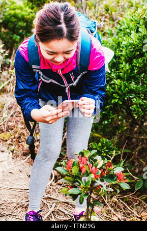 Weibliche Wanderer das Fotografieren von Pflanzen mit Handy während im Wald Stockfoto