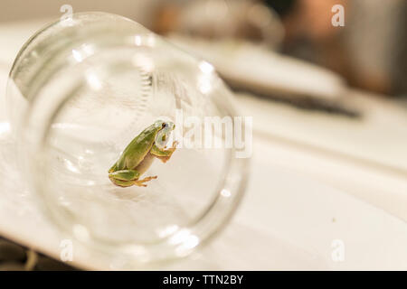 Nahaufnahme der Frosch im Glas auf dem Tisch Stockfoto