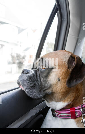 Erwachsene Frau Braun (Fawn) Boxer Hund reiten auf dem Rücksitz eines Autos, die durch eine geschlossene Fenster Stockfoto