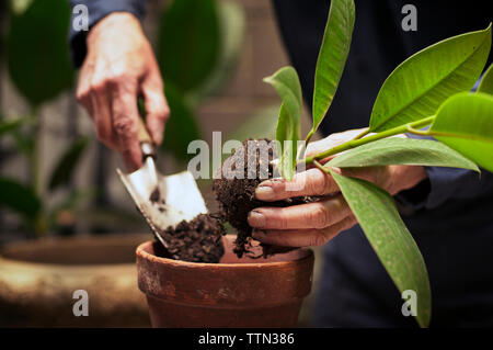 Die Hände des Älteren Menschen Einpflanzen Stockfoto