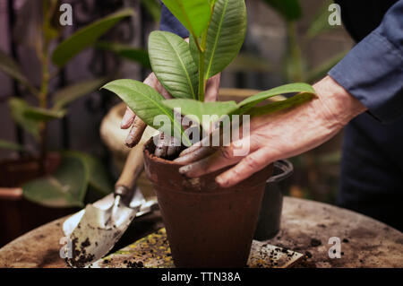 Die Hände des Älteren Menschen Einpflanzen Stockfoto