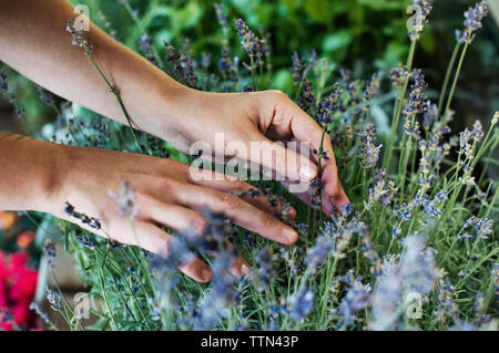 7/8 Bild der Frau, die die Blumen im Shop Stockfoto