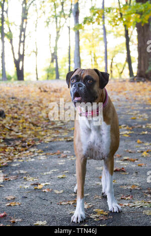 Erwachsene Frau Braun (Fawn) Boxer Hund stehend auf einem gepflasterten Weg in einem bewaldeten Park an einem sonnigen Herbst (Herbst) Tag Stockfoto